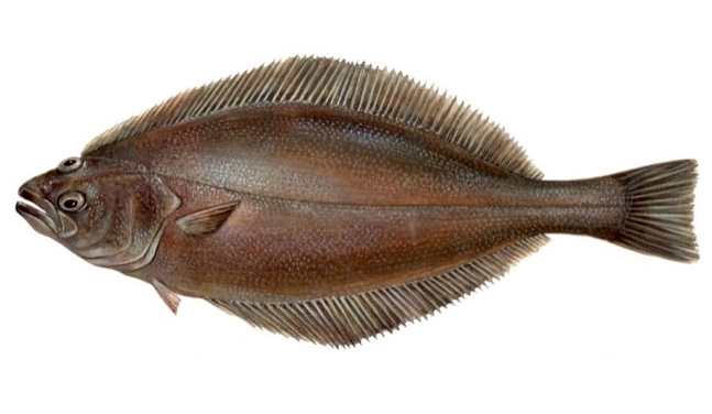 Niegładzica