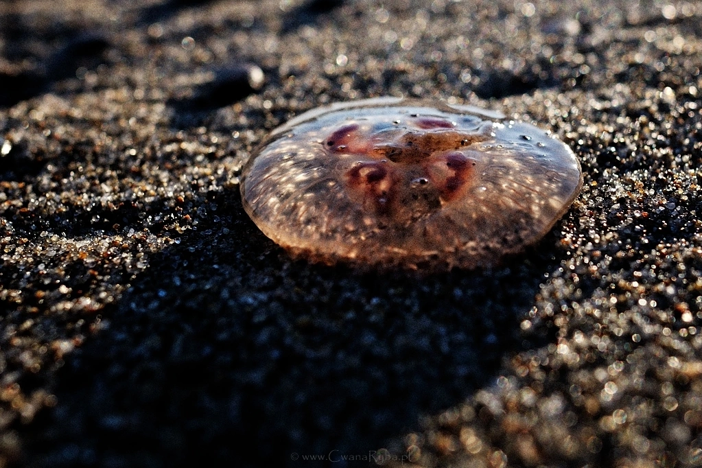 Plaża usiana meduzami - Nikkor 24mm @1,4