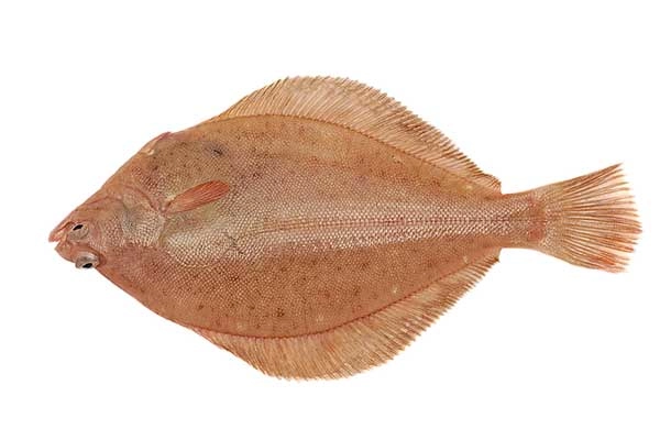 Zimnica